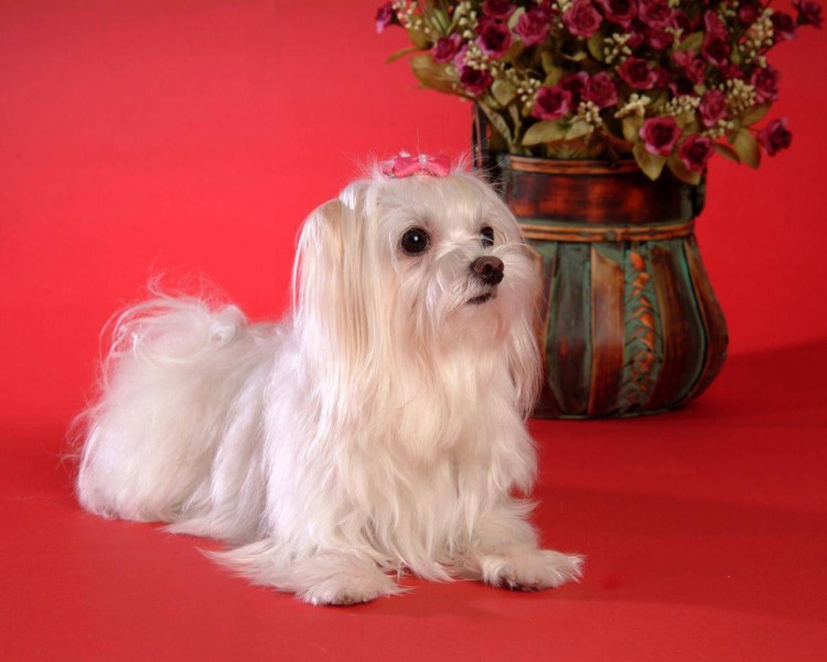 Мальтийский Бишон