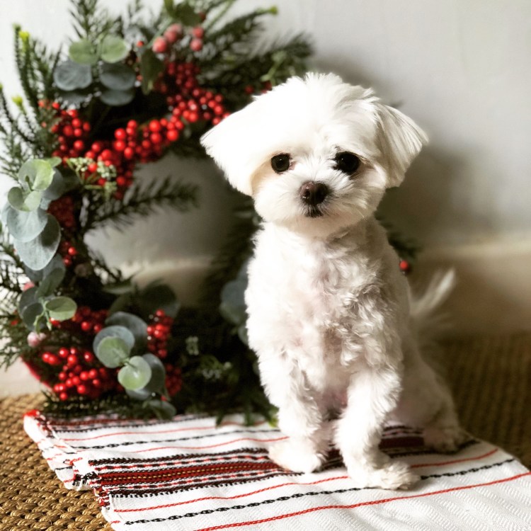 Русская салонная болонка