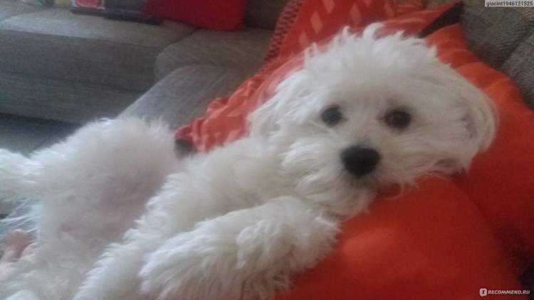 Болонка мальтезе микро