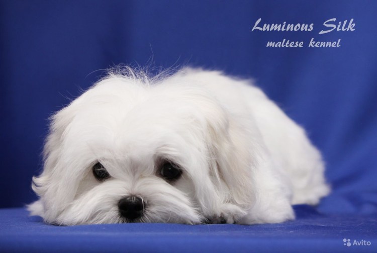 Собачка Мальтийская болонка