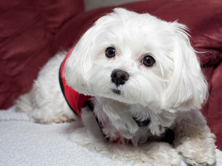 Корейские мальтезе мини