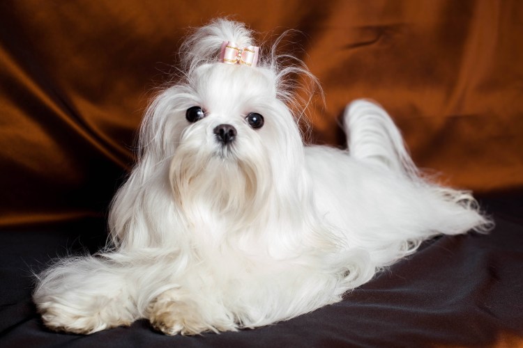 Виды болонок