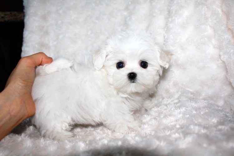 Мальтийская болонка мини