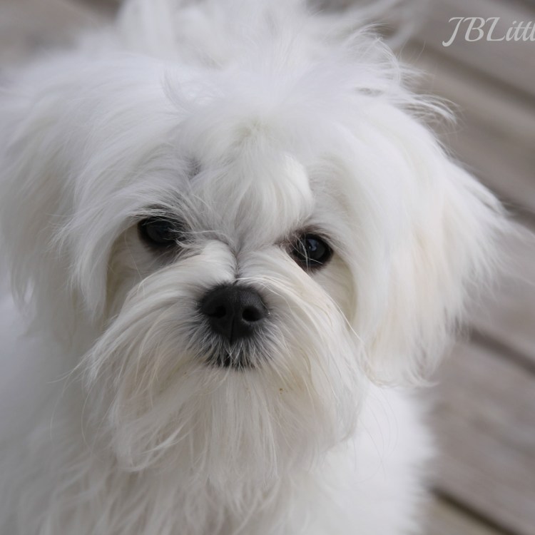 Мальтийская болонка Вики