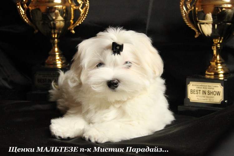 Собачка Мальтийская болонка