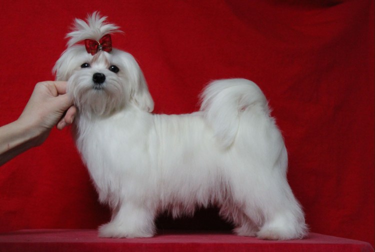 Мальтийская болонка