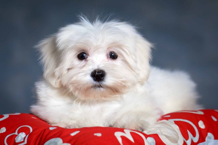 Карликовая Мальтийская болонка