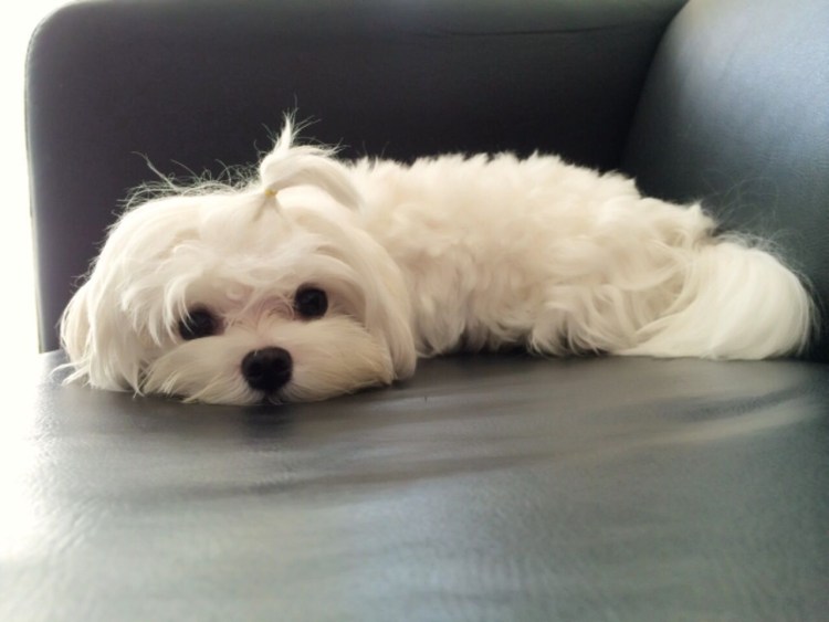 Мальтийская болонка