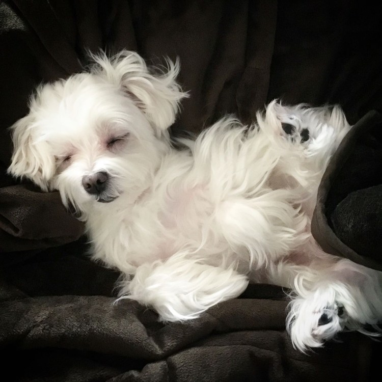 Болонка причесана не причесана