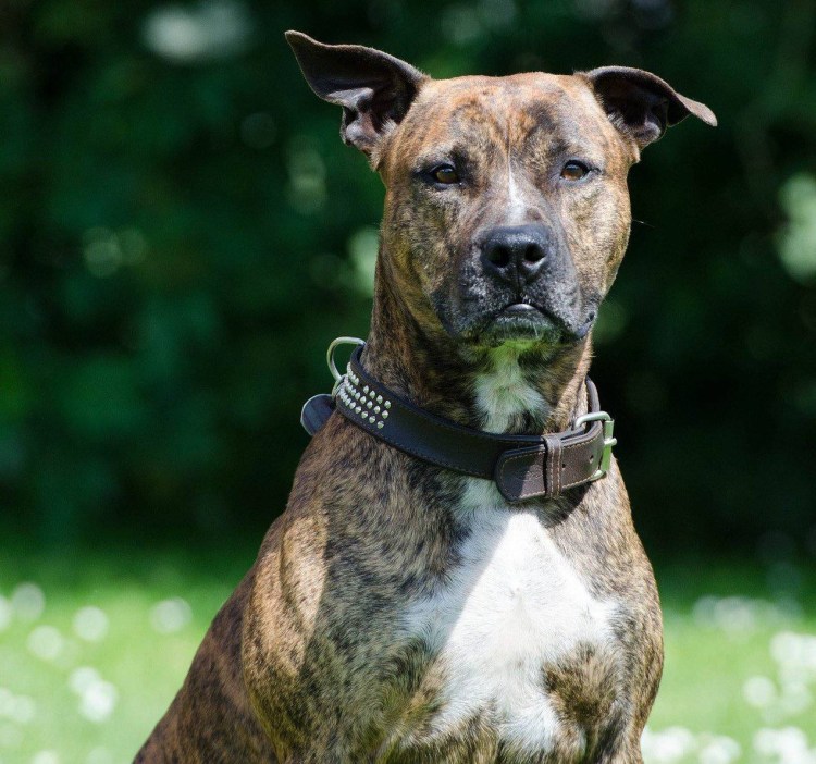 Американский стаффордширский терьер тигровый