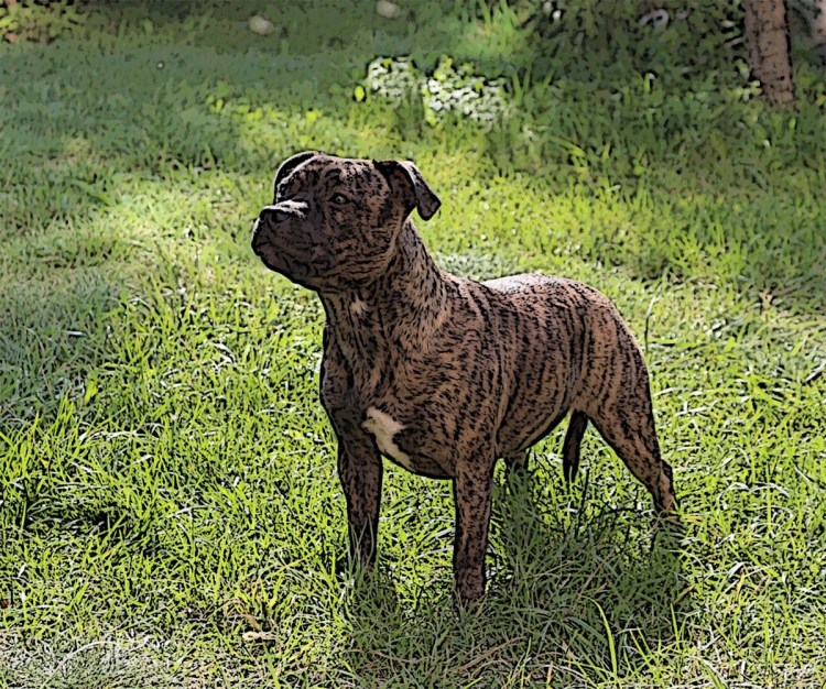 Американский стаффордширский терьер бойцовская собака