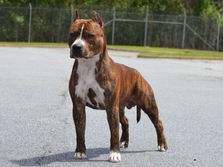 Американский стаффордширский бультерьер тигровый