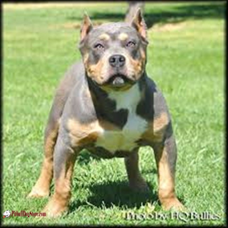 Амстафф булли