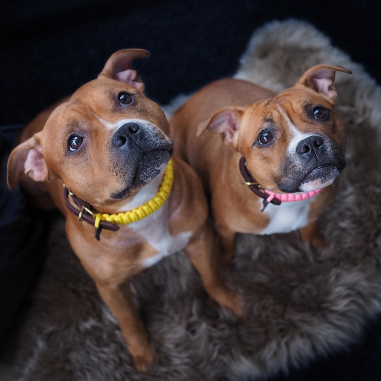 Американский питбультерьер тигровый