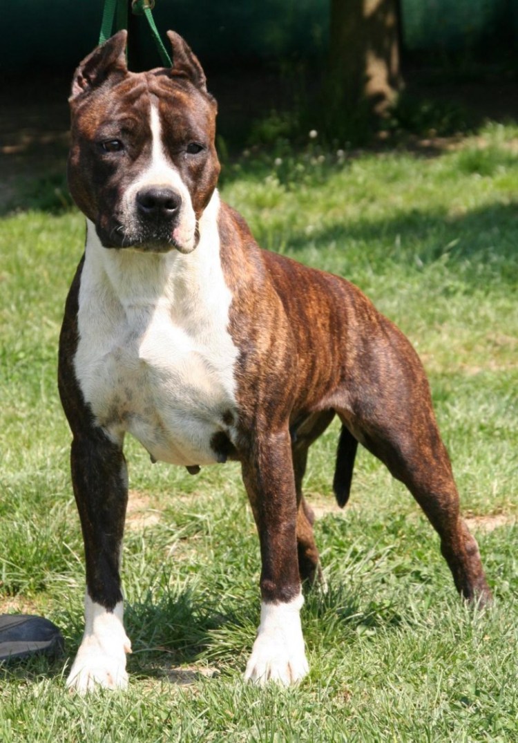 Бигль Мерль