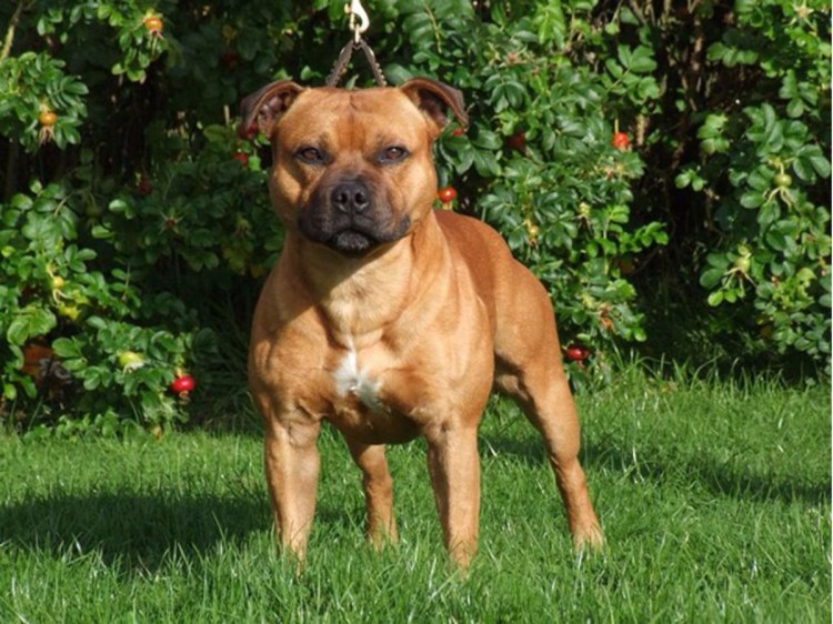 Американский стаффордширский терьер Лики Милос Хантер