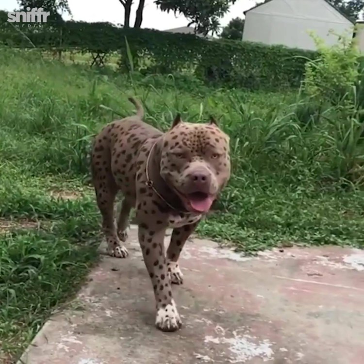 Американский стаффордширский терьер