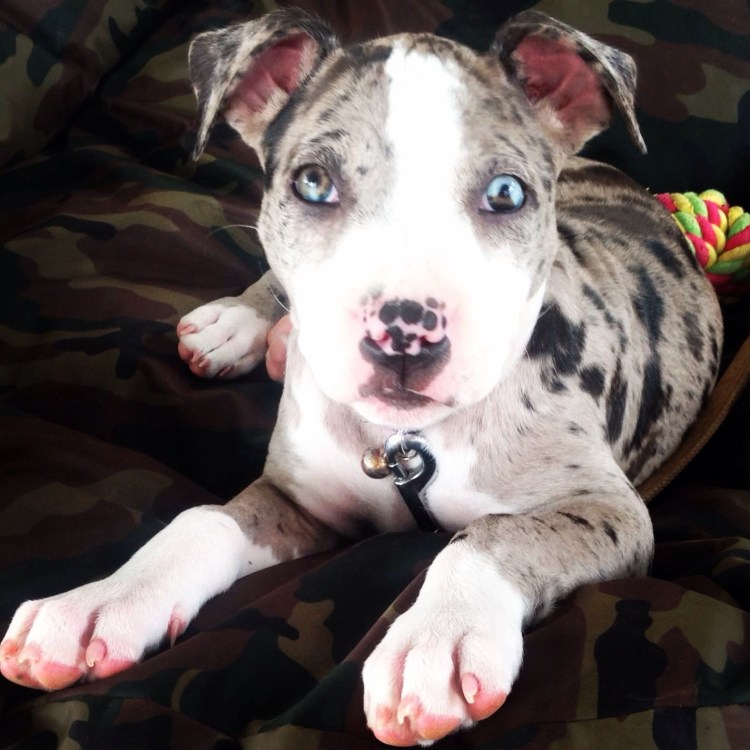 Амбулли Мерль