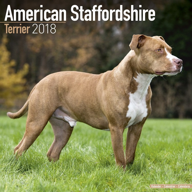 Стаффордширский терьер не курирован