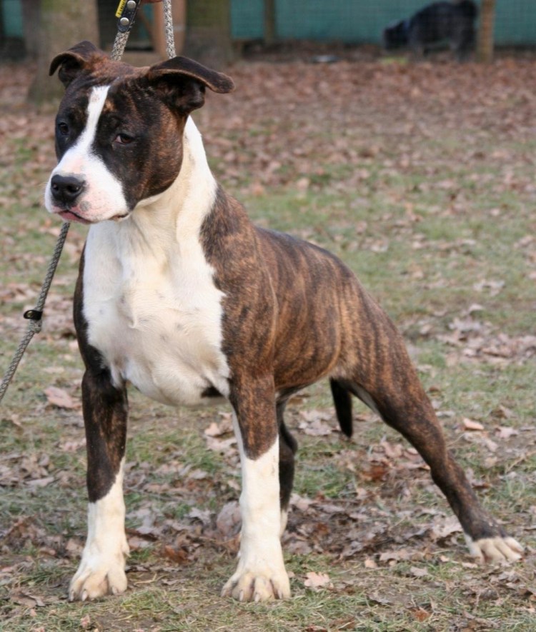 Стаффордширский терьер Мерль