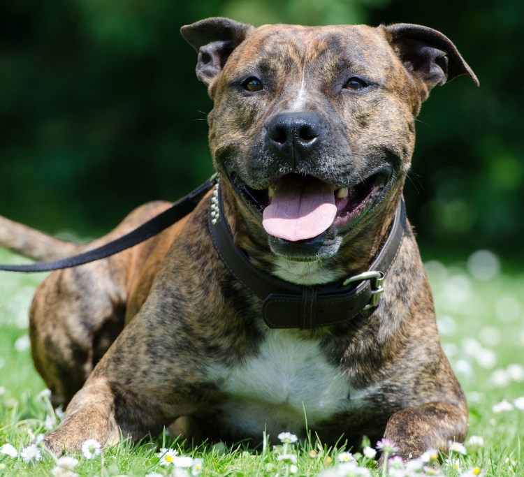 Американский стаффордширский терьер тигровый