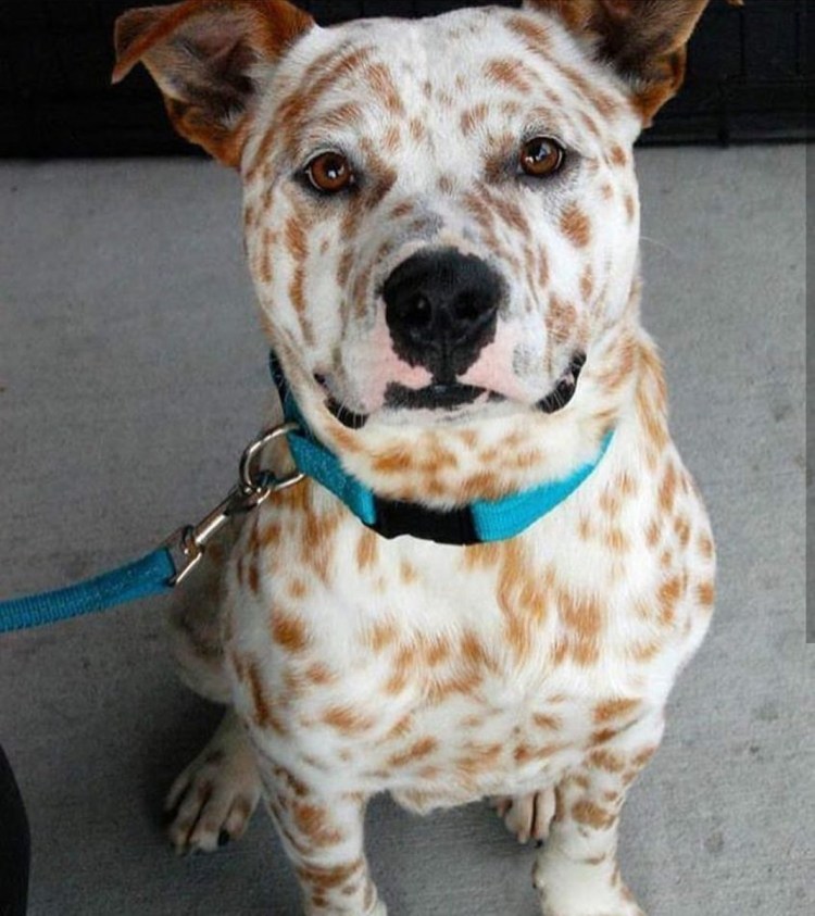 Албанский питбуль пятнистый