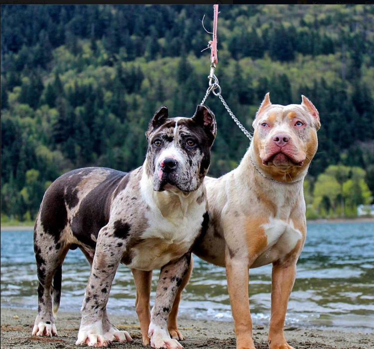 Стафф терьер тигровый