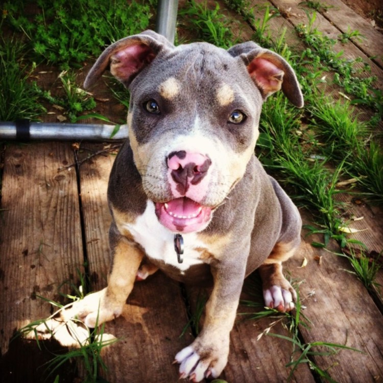 Ам стаффордширский терьер