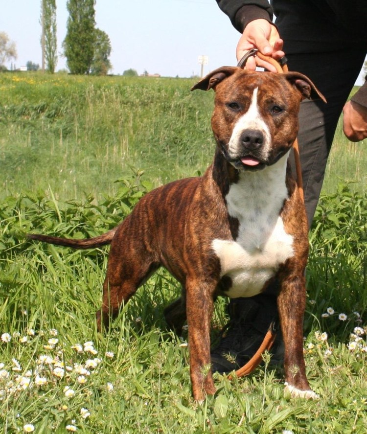 Титус албанский питбуль