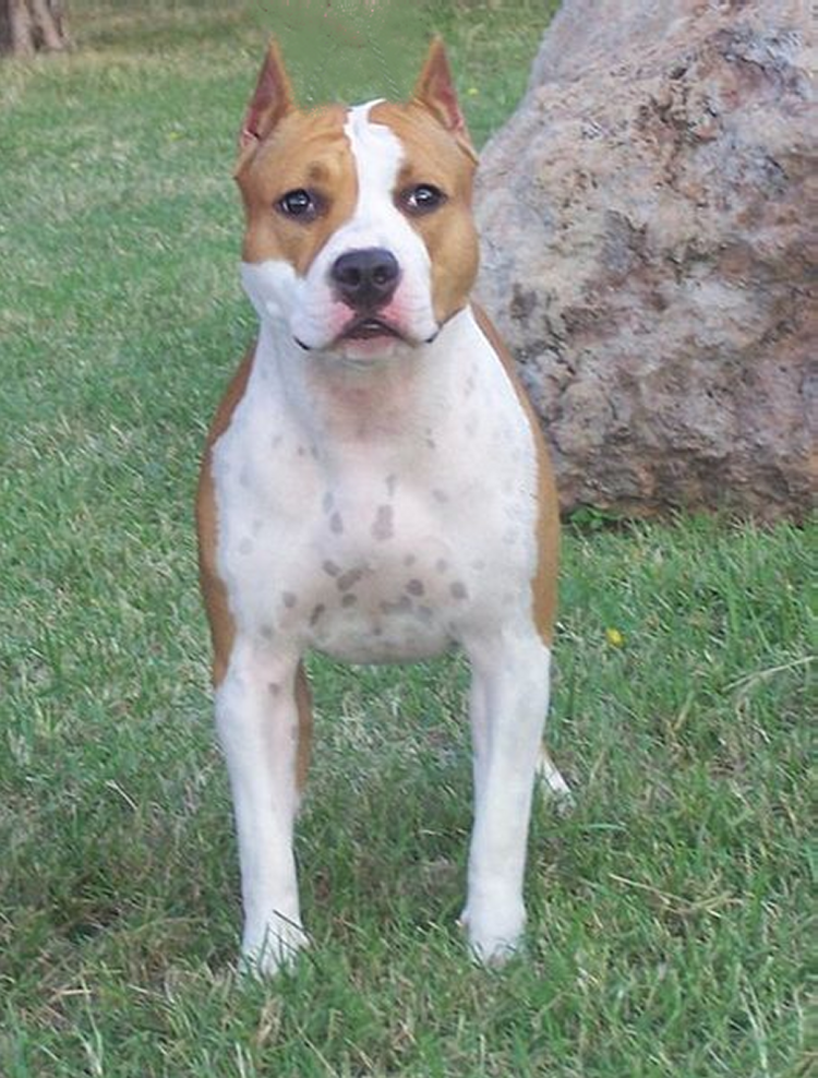 Аргентинский стаффордширский терьер