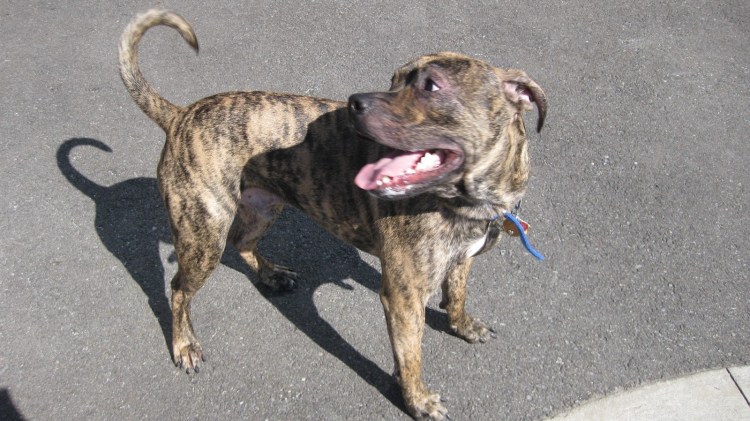 Стаффордширский терьер Мерль