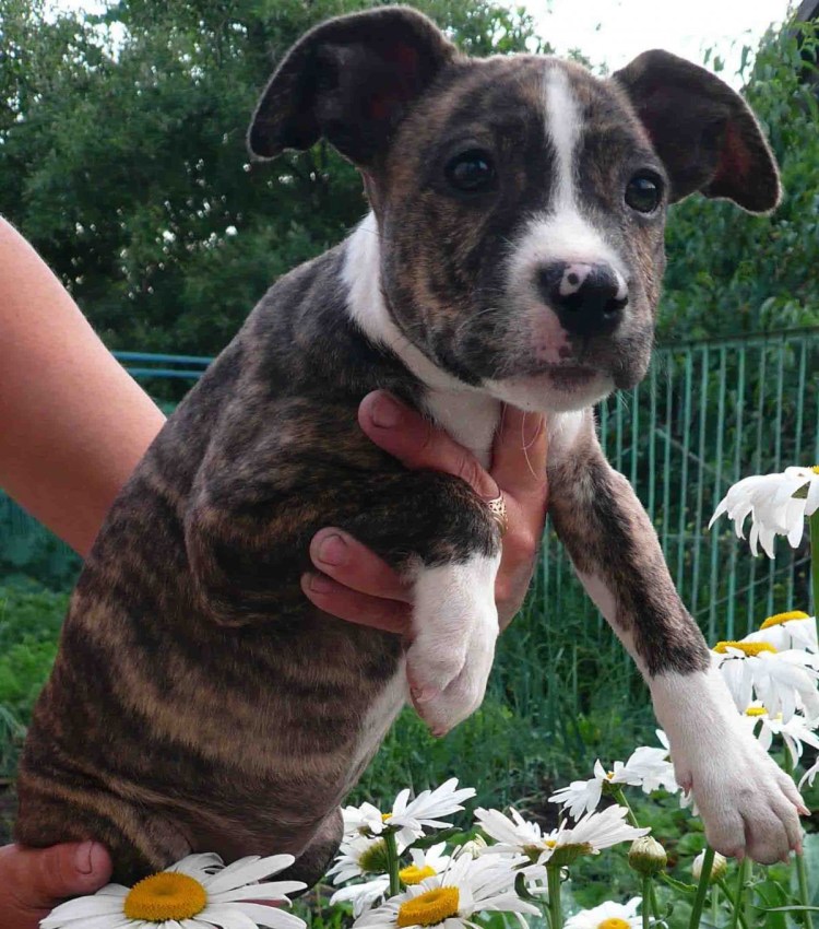 Стаффордширский терьер тигровый