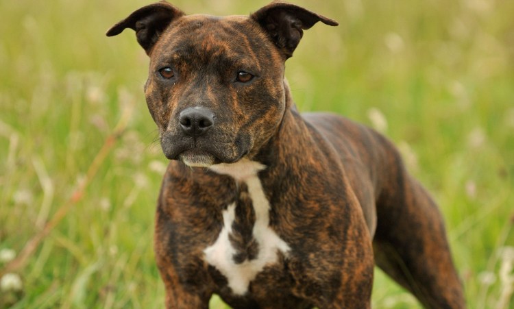 Булли Мерль