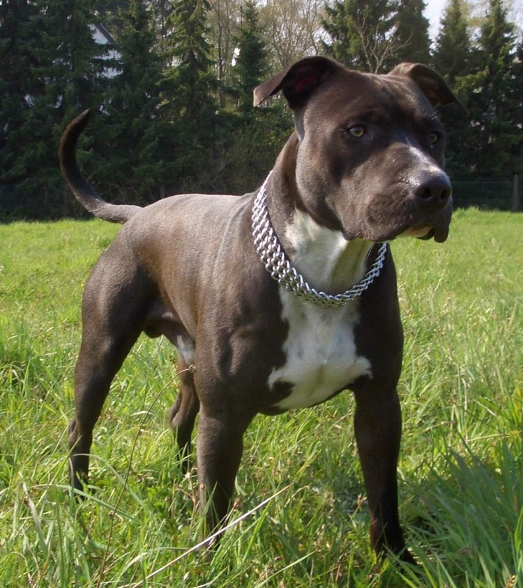 Стаффордширский терьер 1 год пятнистый