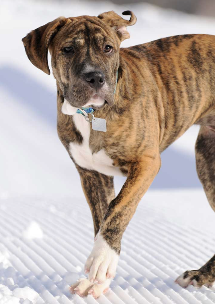 Французский бульдог тигровый