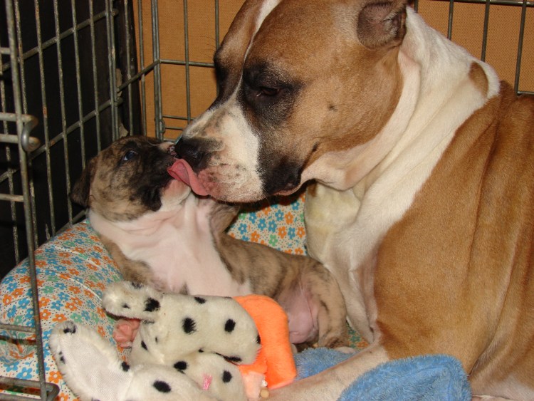 Амстафф питбуль терьер