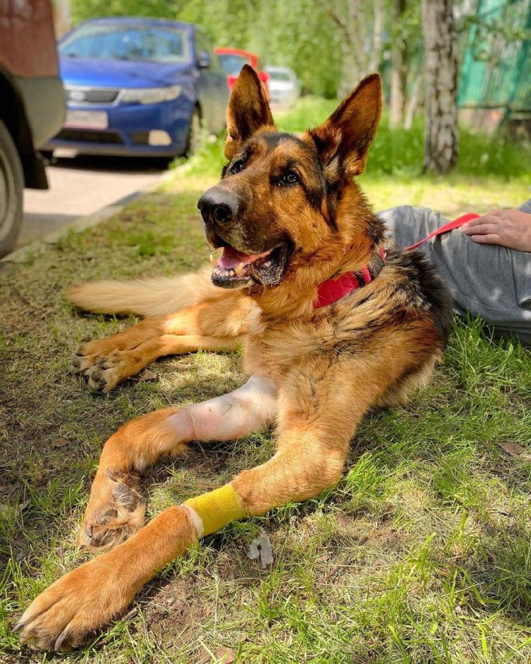 Пожарные собаки порода