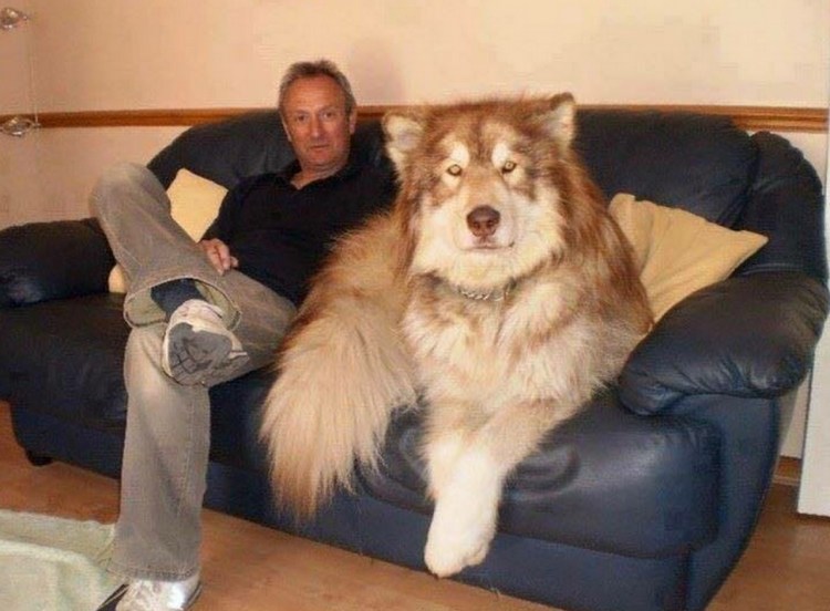 Маламут Аляскинский гигант