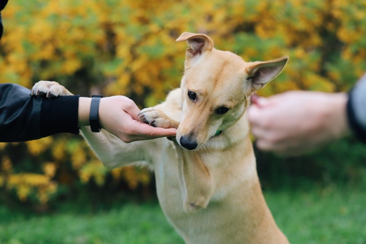 Корги пемброк
