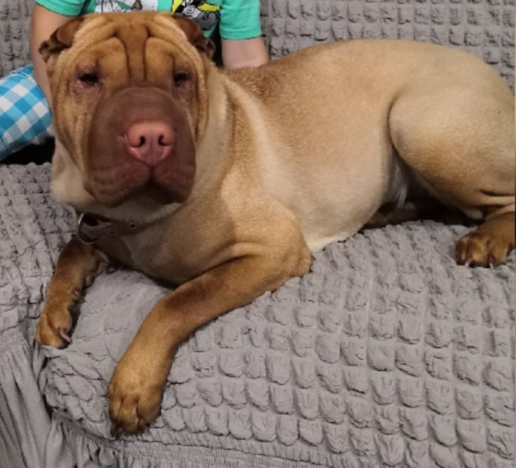 Кот шарпей порода