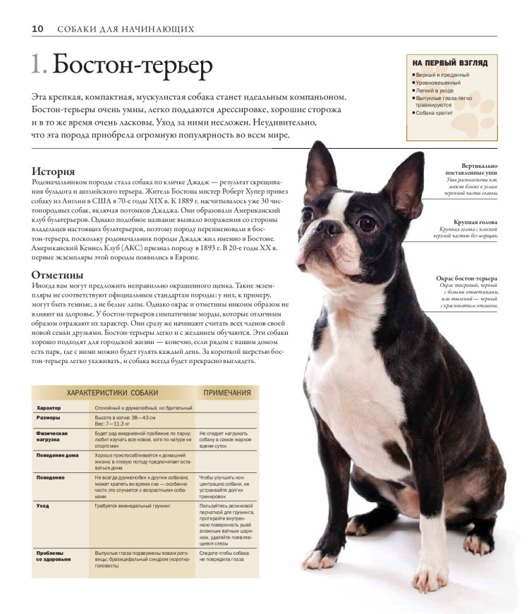Бостон терьер стандарт