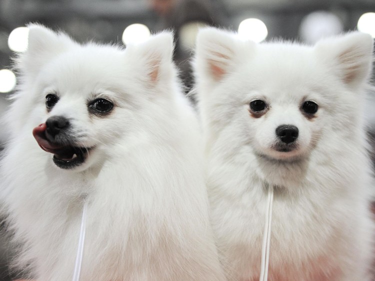 Померанский шпиц Teacup.