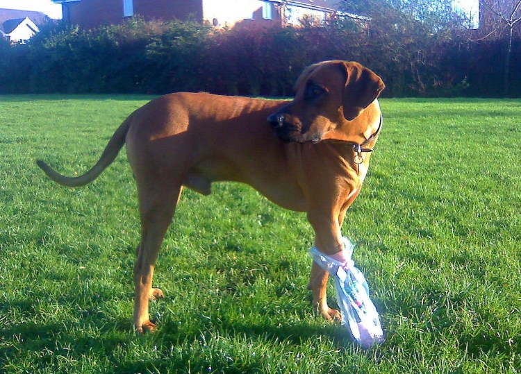 Норвежский Викинг со шпицем