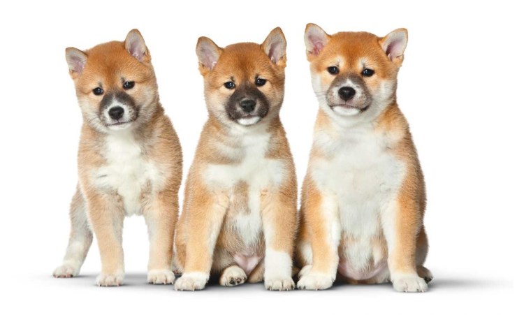 Шпиц терьер короткошерстный