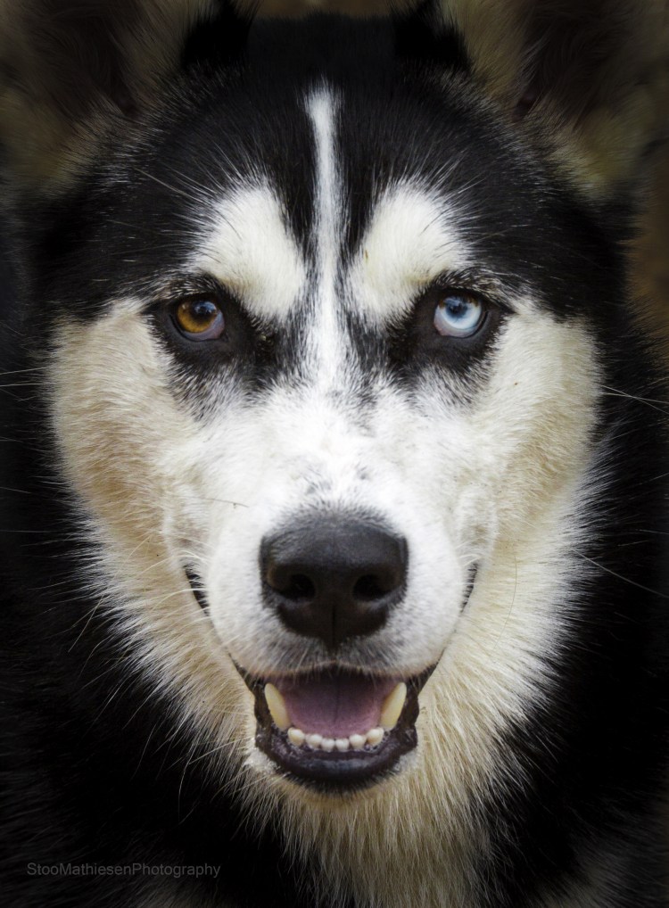 Хаски с черными глазами