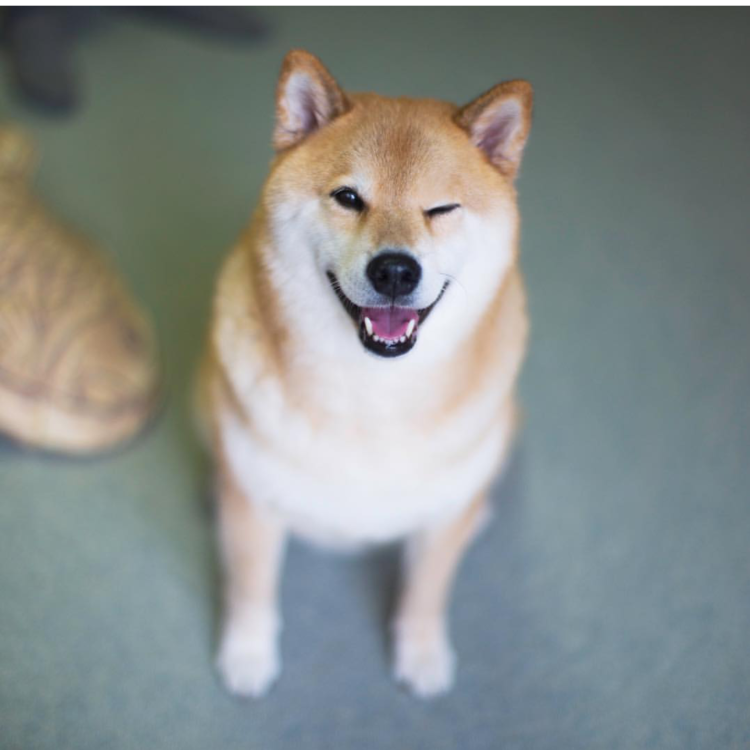 Райдер Кинг Чарльз Бленхейм