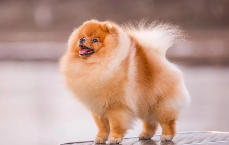 Собака в человеческой одежде