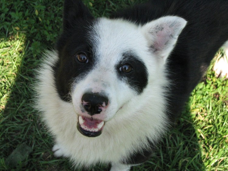 Путин и Акита ину