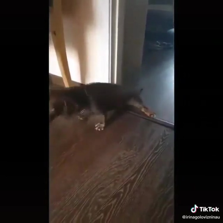 У собак берут интервью