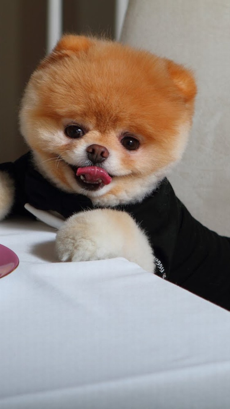 Грумер для собак в Алатыре